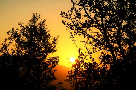 In the evening tree solar