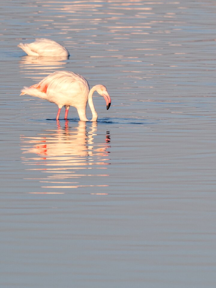Water nature animals