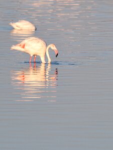 Water nature animals