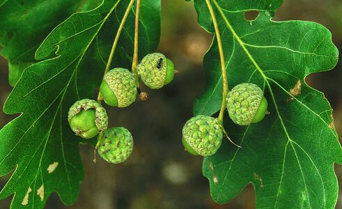 Leaves nut fruit photo