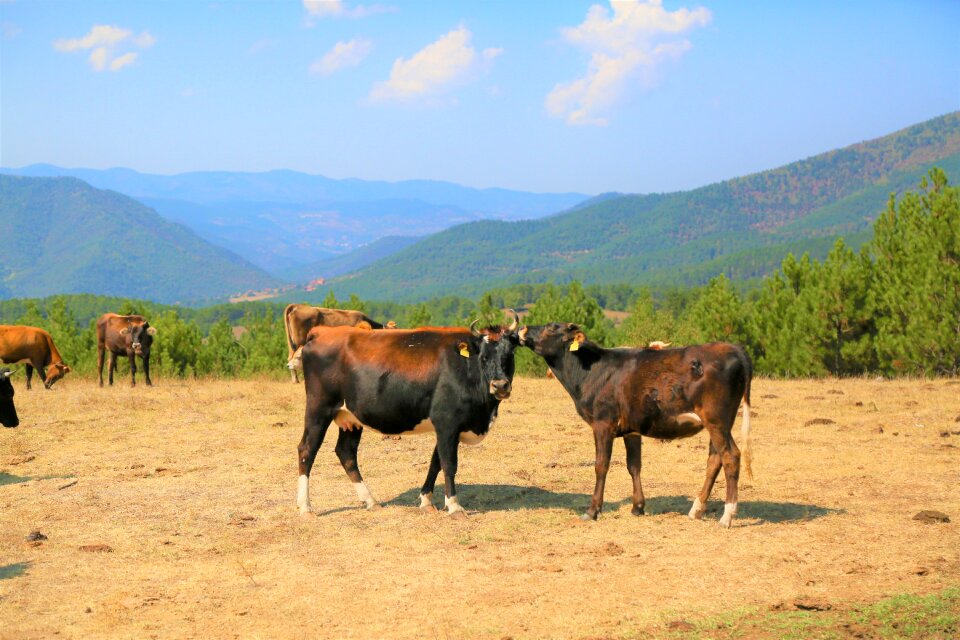 Forest mountains cow
