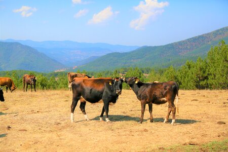 Forest mountains cow
