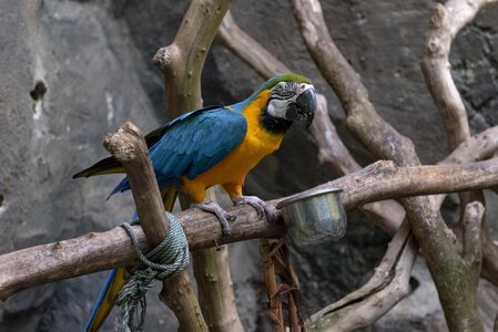 Gold macaw branch photo
