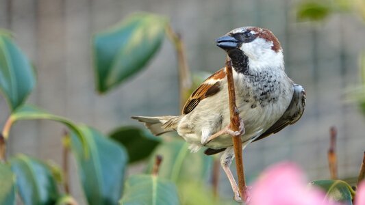 Bird fauna animal photo