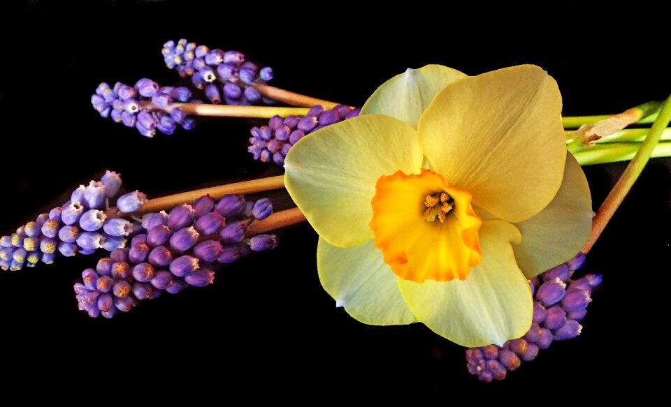 Flowers bulbs garden