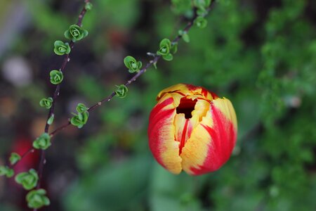 Flower colour angle