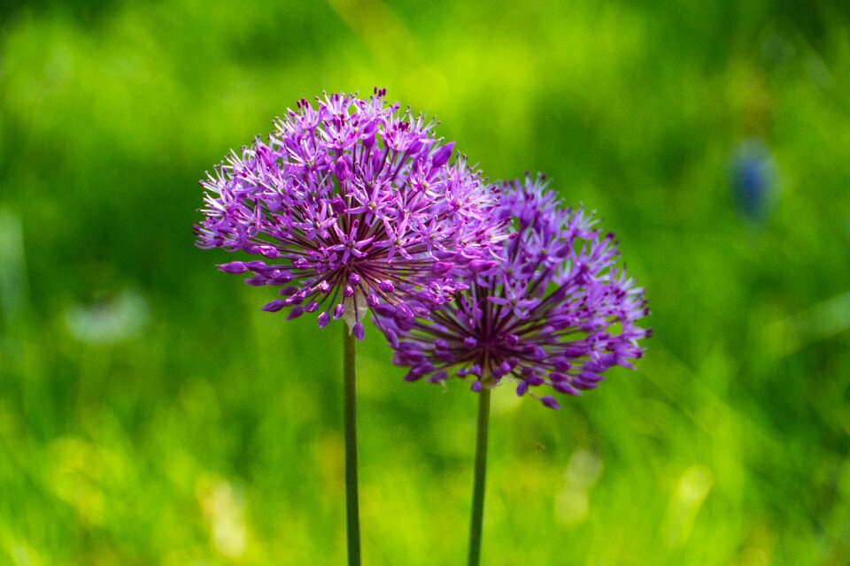 Flower spring garden