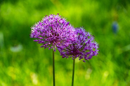 Flower spring garden
