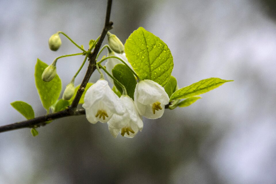 White flower white flowers nature