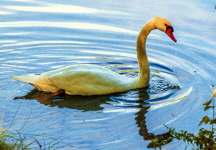 Animals plumage water