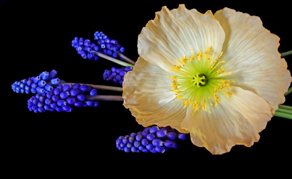 Garden spring nature