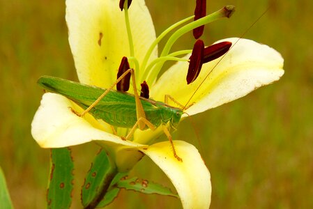Flower lily plant