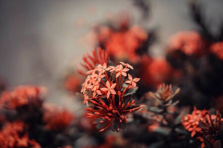 Macro pink noble