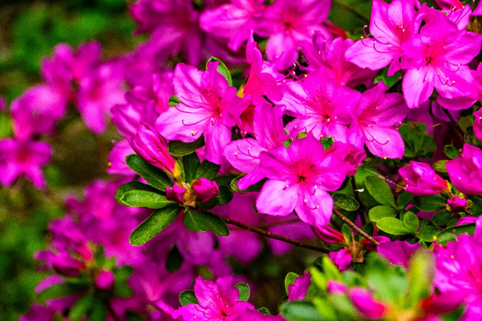 Flower spring garden