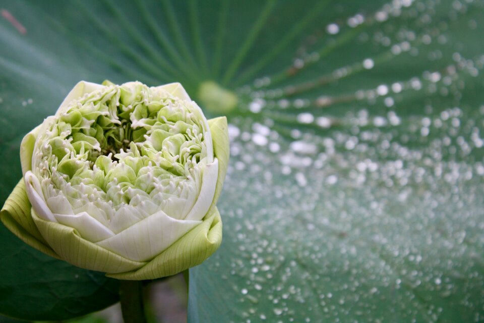Nature bloom summer