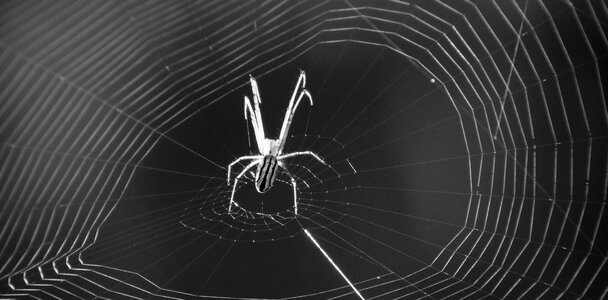 Arachnid black and white armenia photo