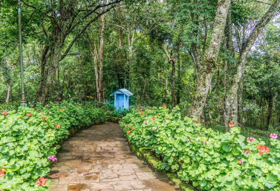 Forest garden shed photo