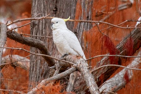 Animal australian autumn