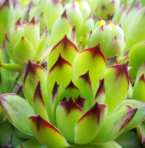 Meaty juicy green