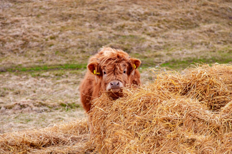 Brown scotland grass