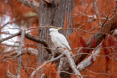 Animal australian autumn