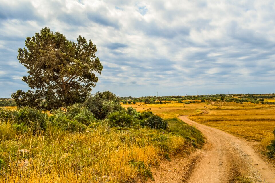 Panoramic tree plateau