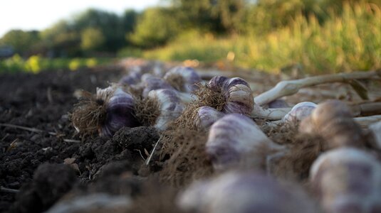 Agriculture food healthy photo