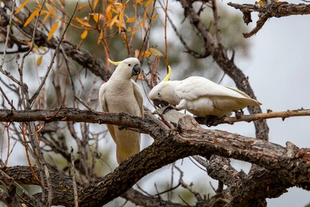 Australian birds tree