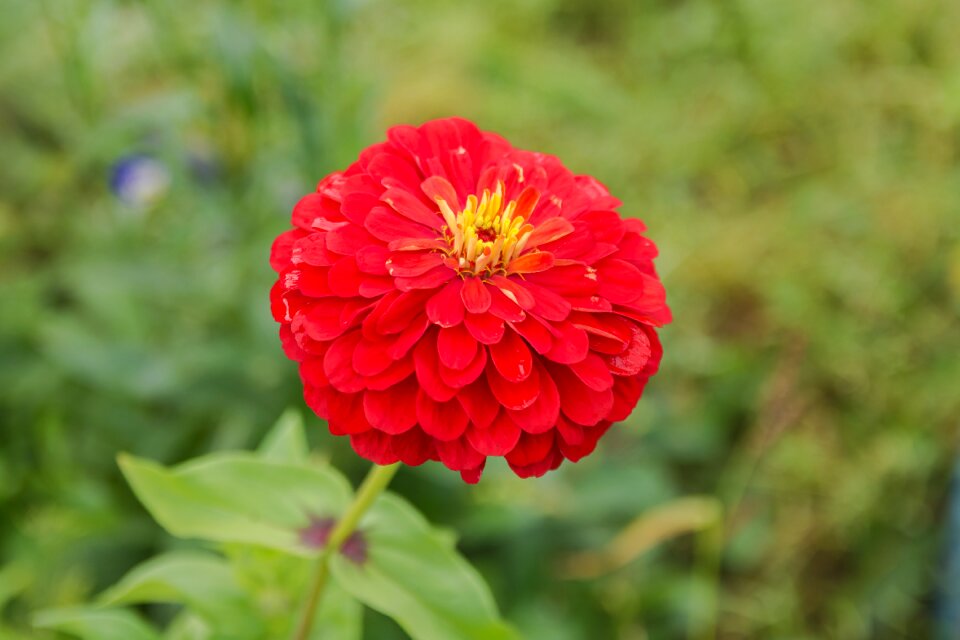 Flora flower in the morning