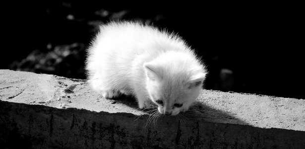 Feline kitten armenia