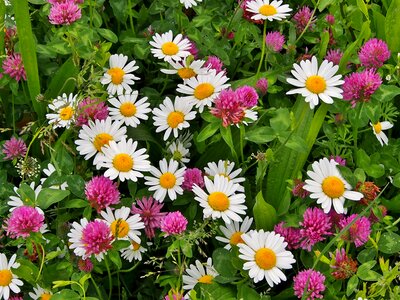Daisies red clover meadow photo