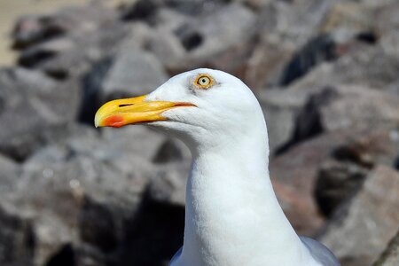 Bird beak portrait