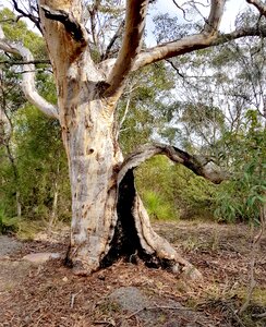 Eucalyptus natural gum photo