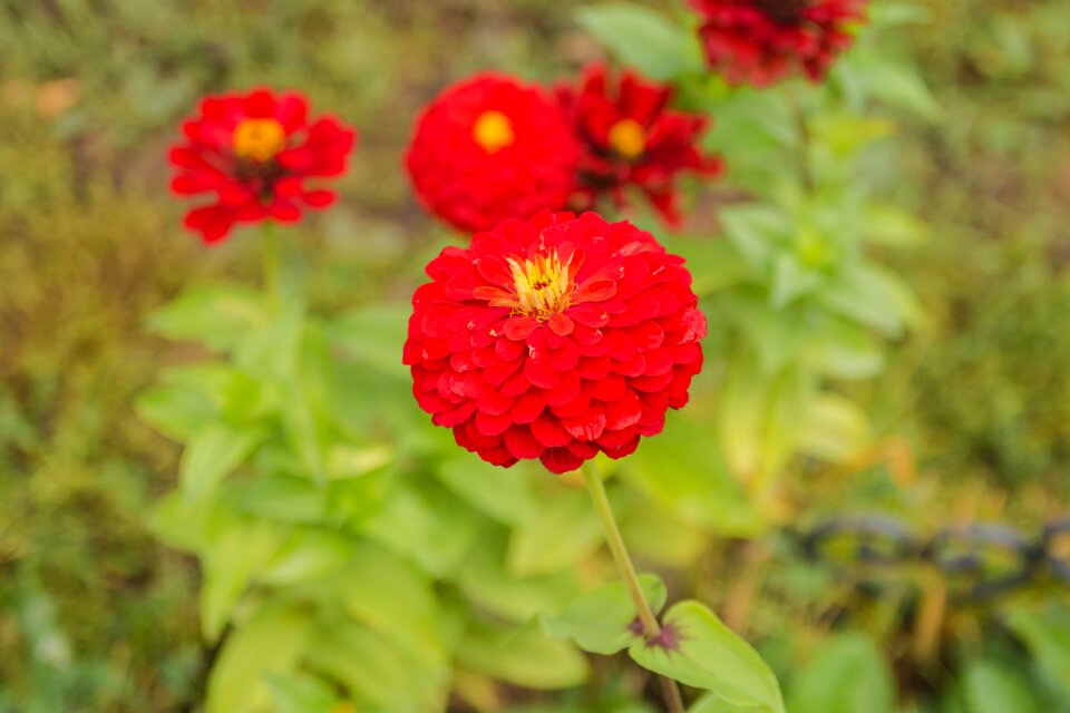 Flora flower in the morning