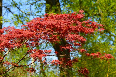 Red leaves season spring photo