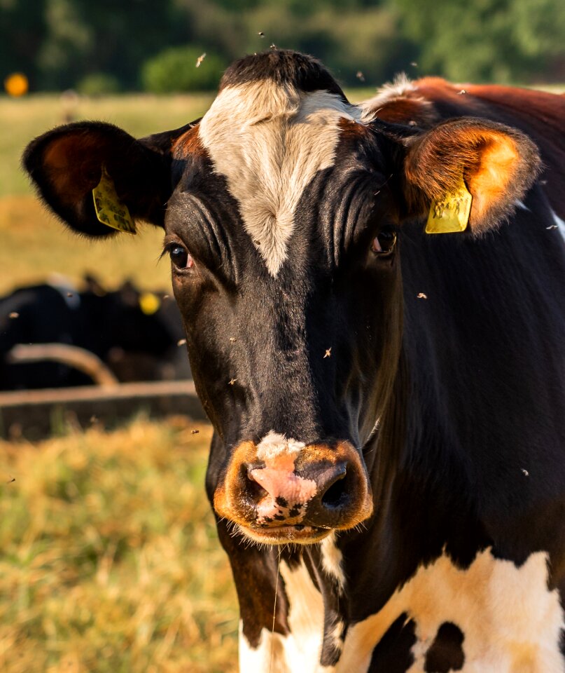 Livestock head portrait