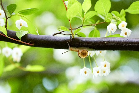 Japan plant flower
