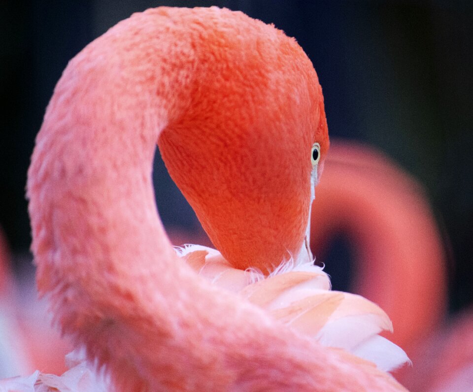 Animal nature tropical