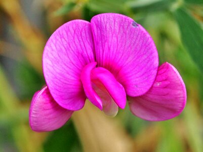 Pink fabaceae flower garden