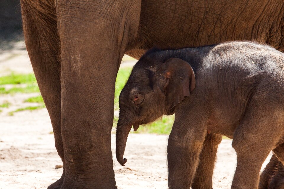 Animal animal world nature