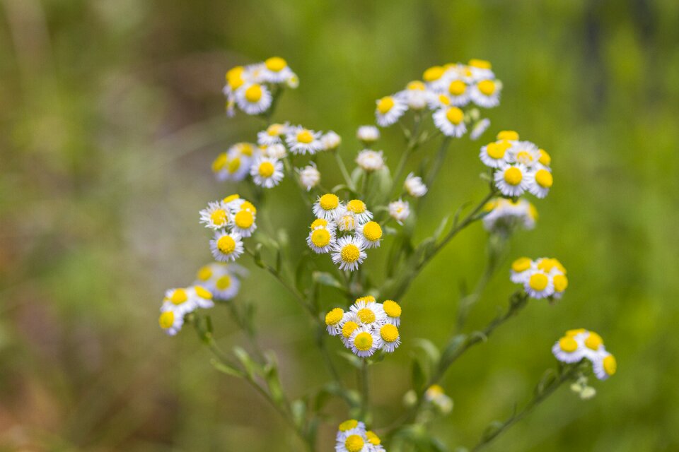 Yellow flowers white flowers wildflower