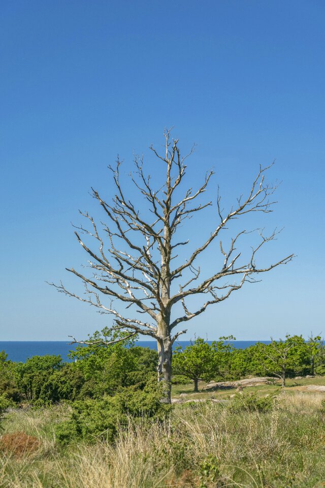Sky dry branches