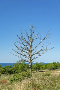 Sky dry branches