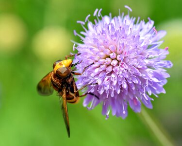 Insect flower purple
