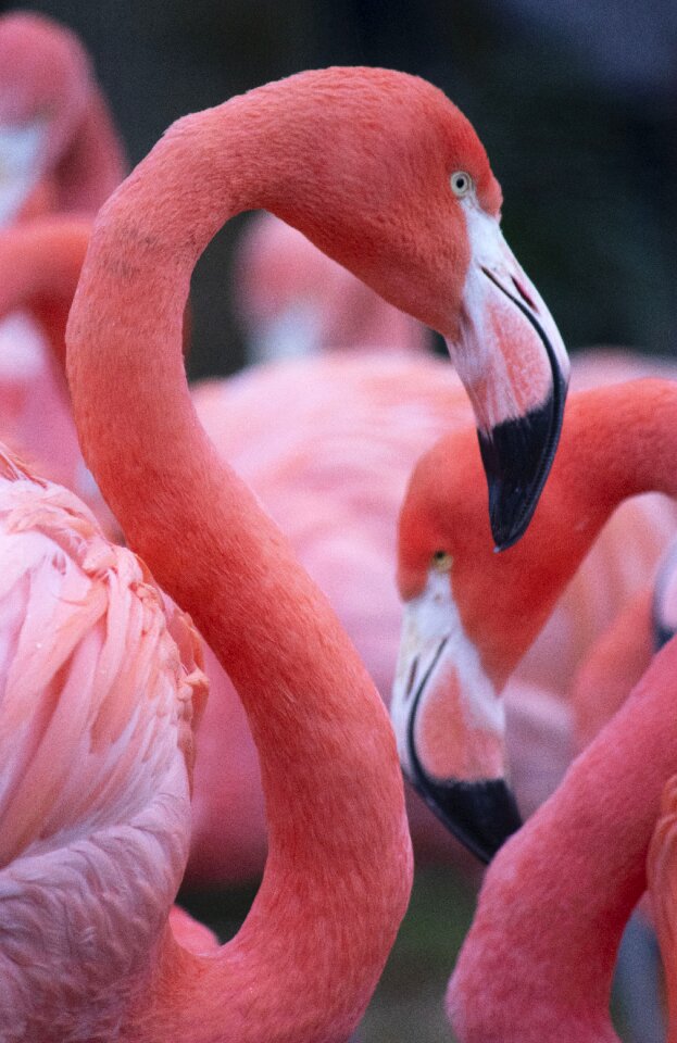 Animal nature tropical