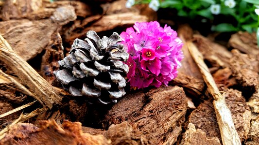 Flower pine cone bark photo