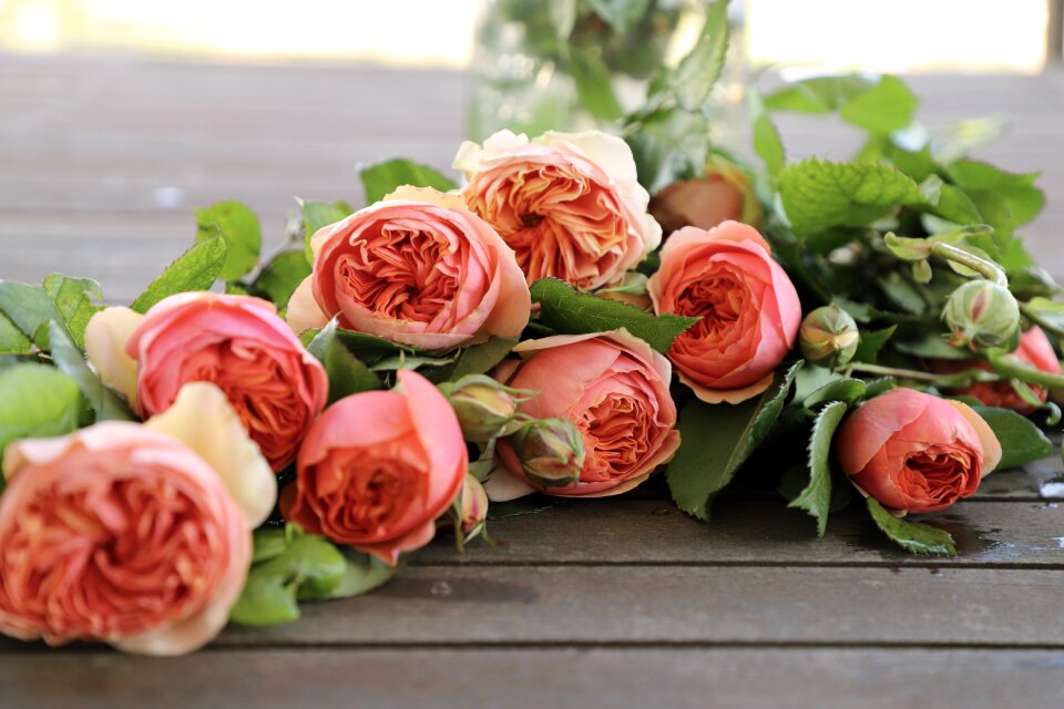 English rose fiorita beauty