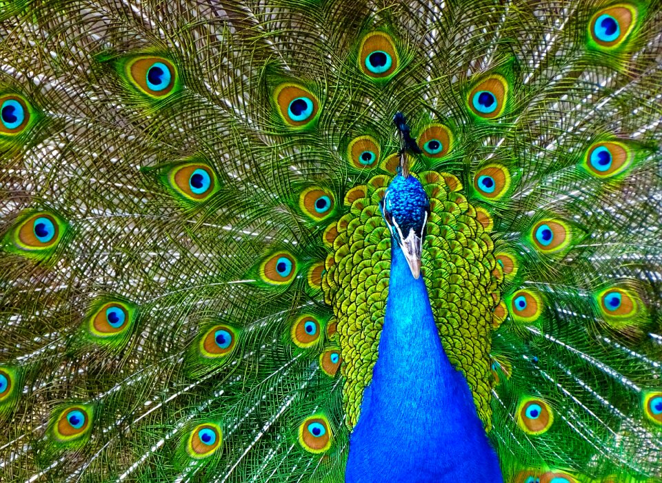Pride colorful peacock feathers