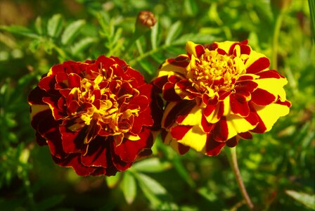 Red yellow summer