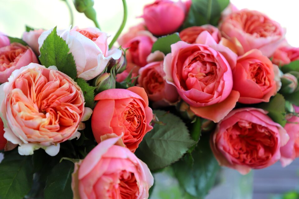 Rosa floral flowers